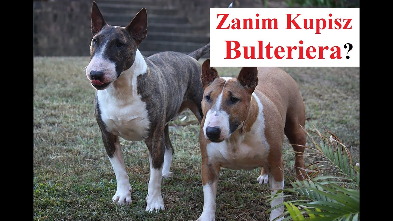 Zanim Kupisz BULTERIERA