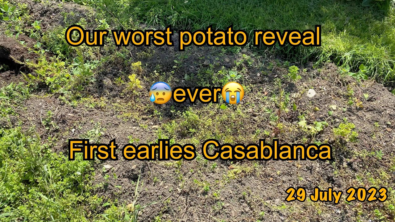 2023-07-29-our worst potato reveal ever - first earlies Casablanca