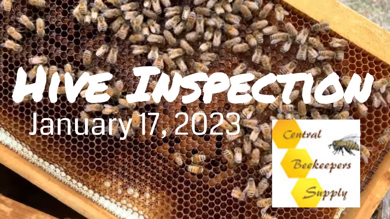 Hive Inspection - January 17, 2023 [Checking hives for food stores in winter]