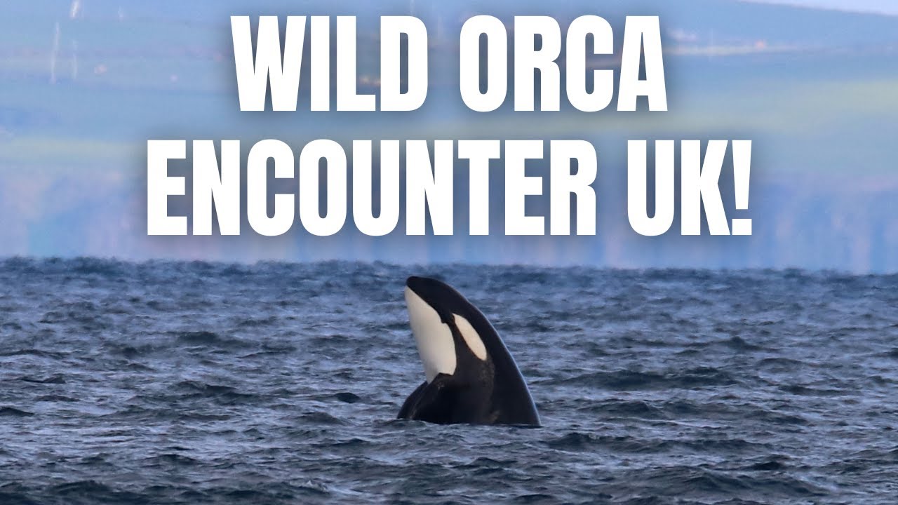 WILD ORCA Encounter UK!