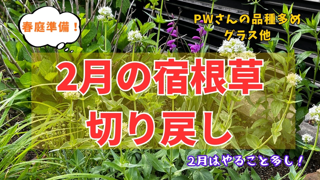 【宿根草】2月の宿根草切り戻し！やること多し2月の園芸作業