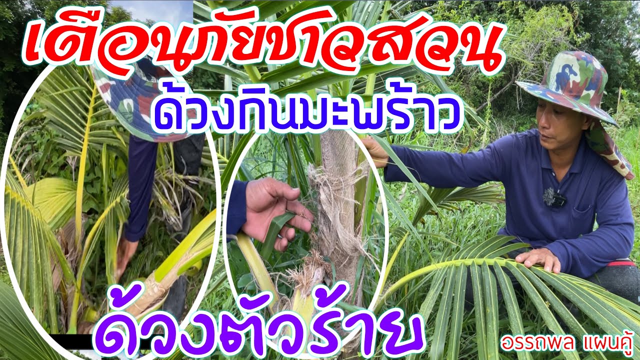 ด้วงมะพร้าว  ผู้ปลูกสวนมะพร้าวต้องเจอเกิดอะไรขึ้นถ้าไม่ดูแลสวน | มะพร้าวน้ำหอม | บ่าวยุทธพาจ้วด