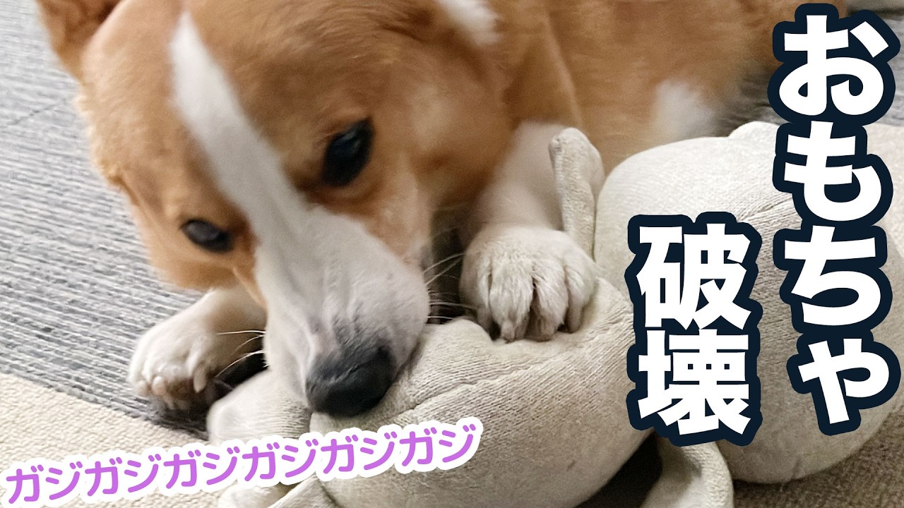 【コーギー】短いおててを上手に使うかわいいちゃんたち❤️と思ったら⁉️破壊王が降臨しました💦【犬のおもちゃ】