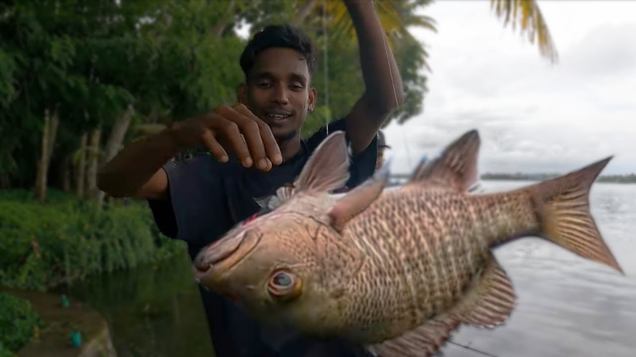 ഇങ്ങനെ പിടിച്ച ചെമ്പല്ലിയെ വറത്തു തിന്നു 😋