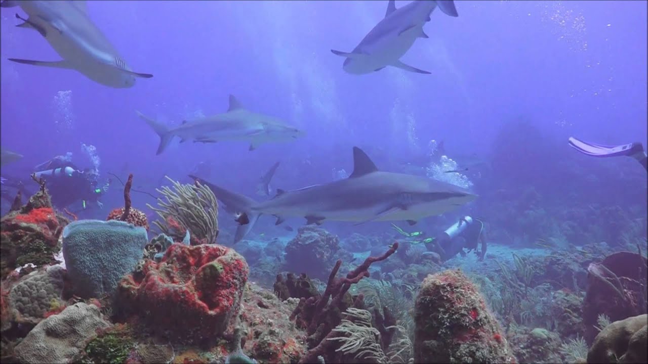 Shark Dive in Roatan, Bay Islands, Honduras