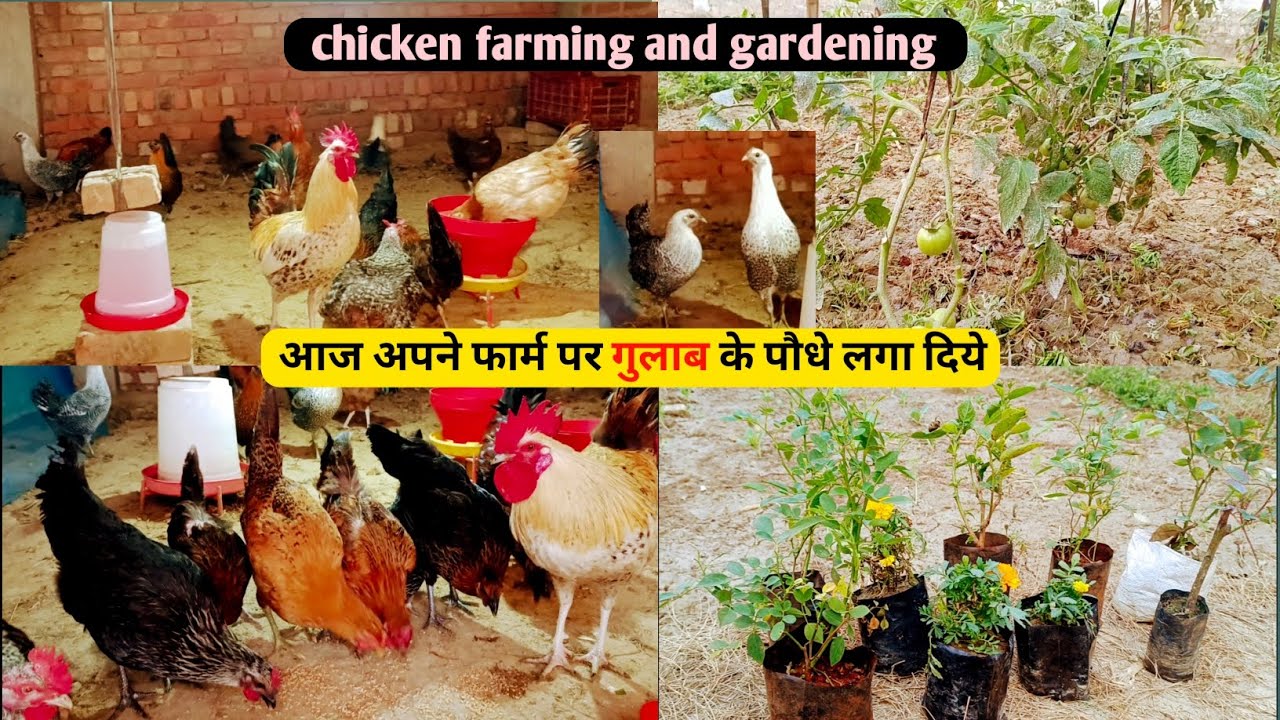 आज अपने फार्म मे गुलाब के पौधे लगा दिये || chicken farming and gardening || rose plant ||