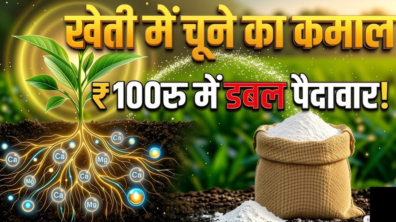चूना डालने का सही तरीका | 100रु का चूना मिट्टी जिंदा | Kheti me chuna kyu dalen 