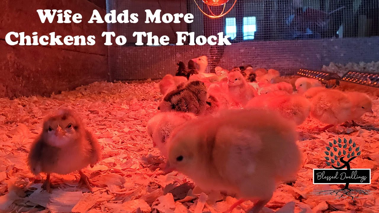 New Baby Chicks Arrive! Getting Chicken Brooder Set Up In Time For 61 Baby Chickens!