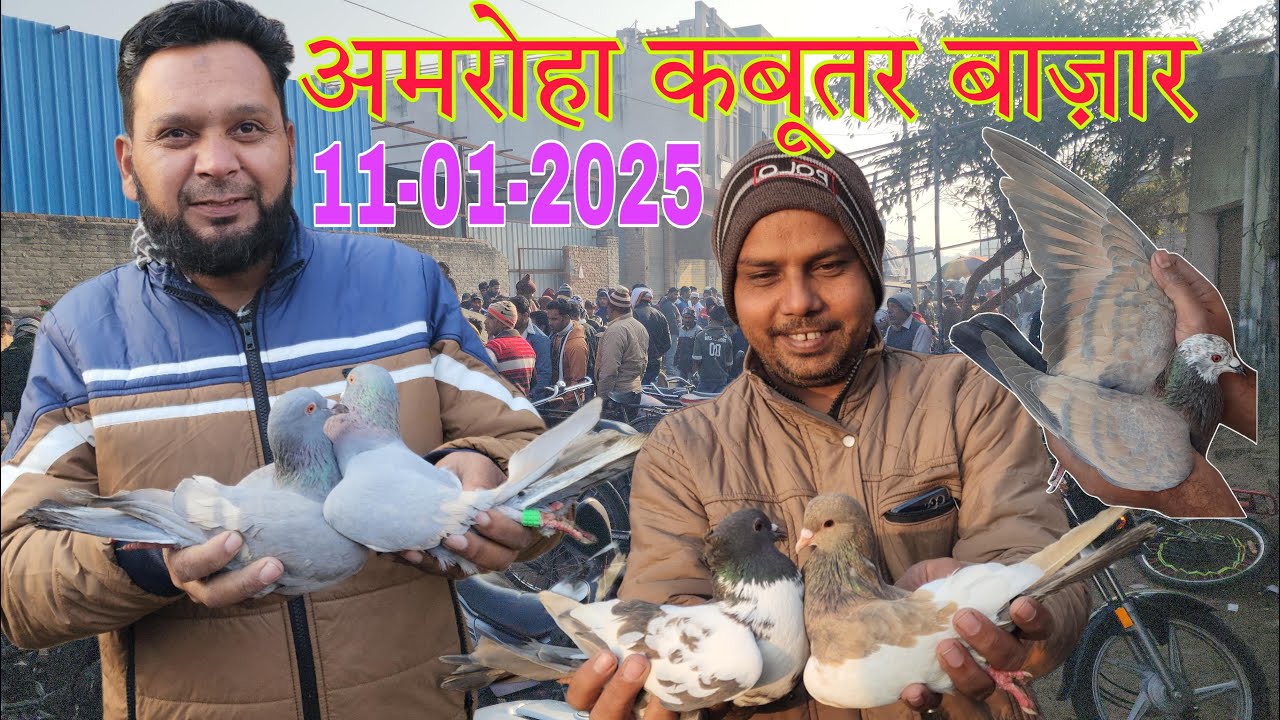 Amroha kabootar market 🕊️11-01-2025. अमरोहा कबूतर बाज़ार। Gola kabootar market