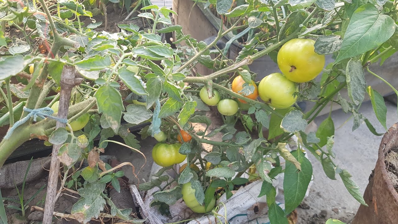 Tomato vedio no-3