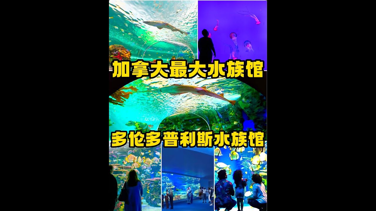 加拿大最大的水族馆-Toronto Ripley's Aquarium！多伦多瑞普利水族馆！