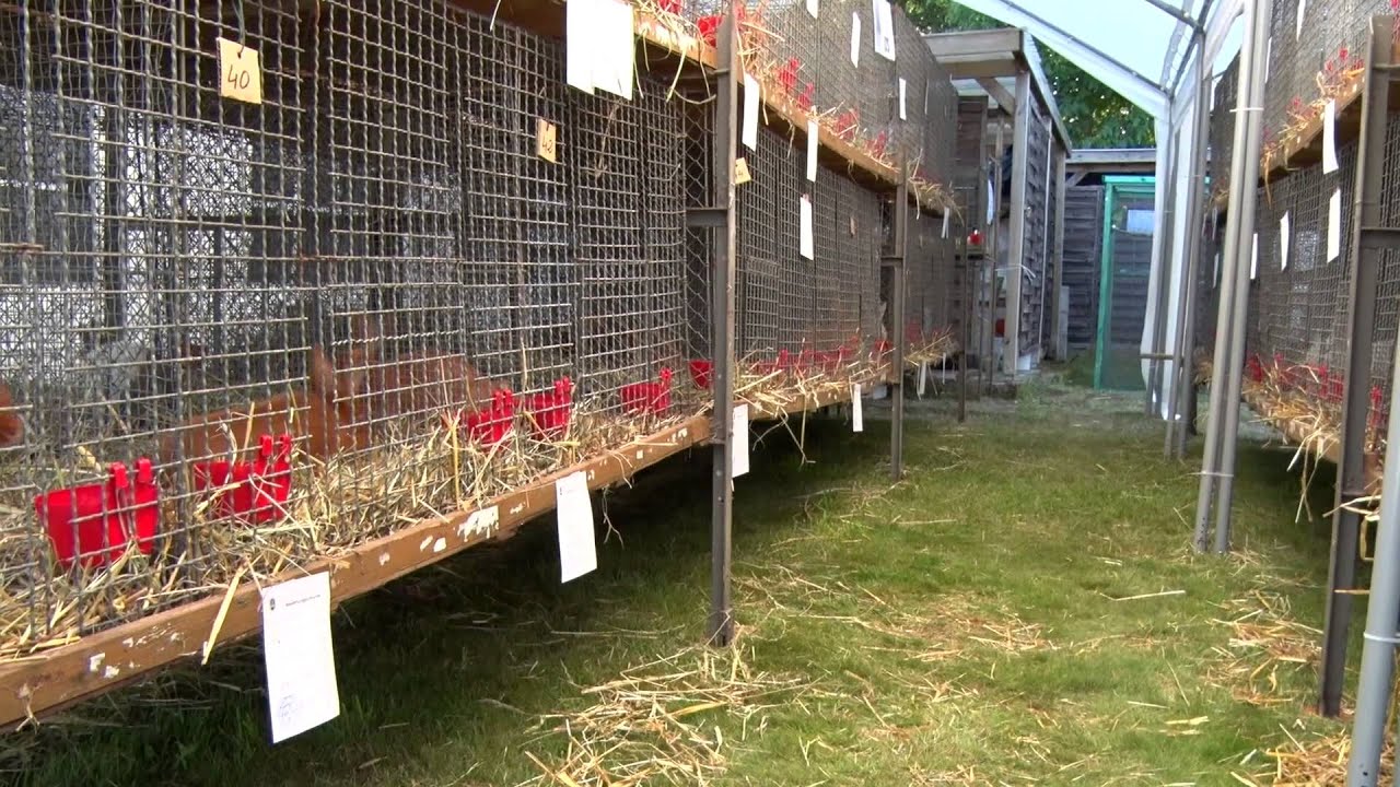Kleine Tiere, große Leidenschaft - 20. Kleintierschau in Ludwigsfelde