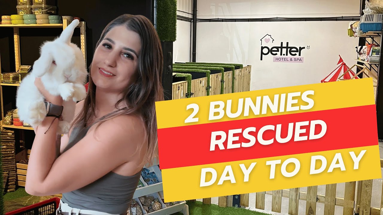 Daily Life of Rescued Female Rabbits: Medication, Feeding, and First Progresses