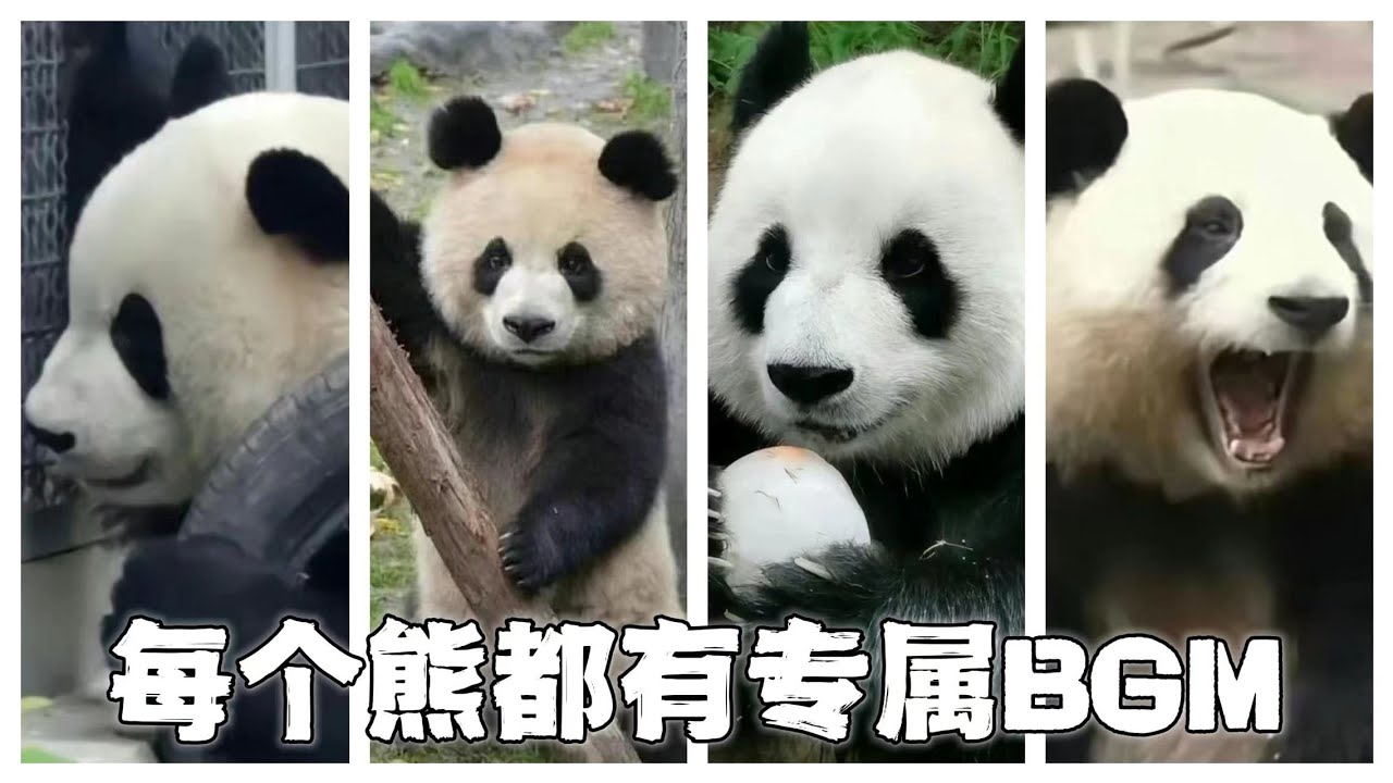 每只熊都有属于自己的BGM：园润《小狗乖乖》、飞云《萌妹子》、萌兰《阳光大男孩》，花花的是什么呢？最后出场的奇缘奇果母女更是笑翻全场