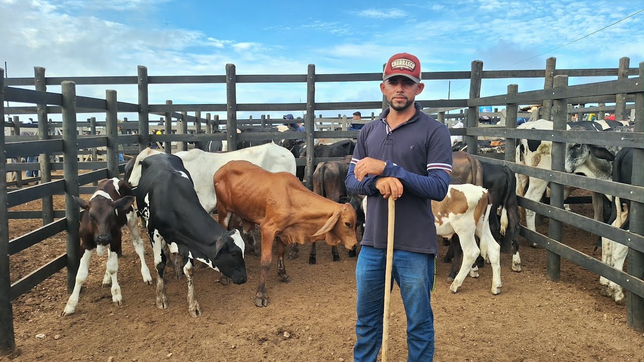 Feira do gado do alto Sertão Monte Alegre Sergipe #Brasil 19 fevereiro 2026
