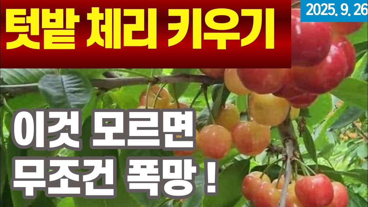 텃밭 체리키우기 -  이것 모르면 무조건 폭망 #체리재배 기초지식