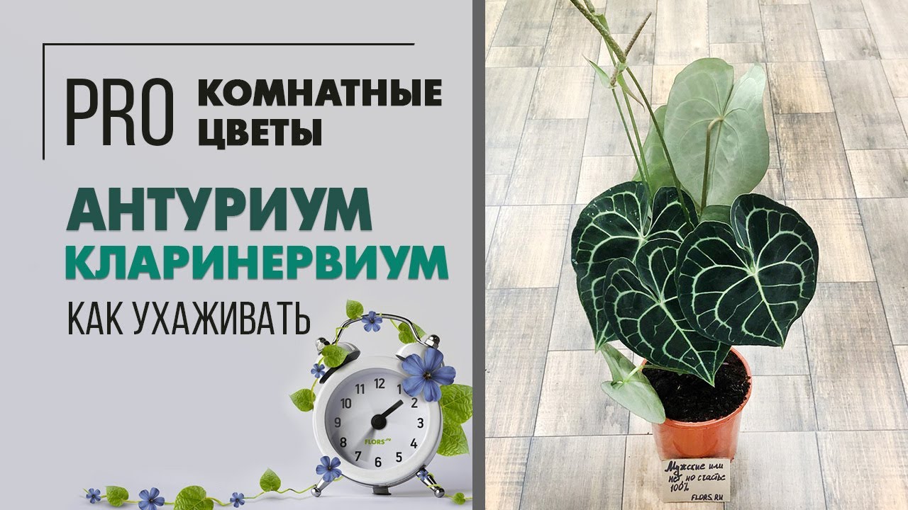 Антуриум Кларинервиум или хрустальный антуриум. Как ухаживать за растением