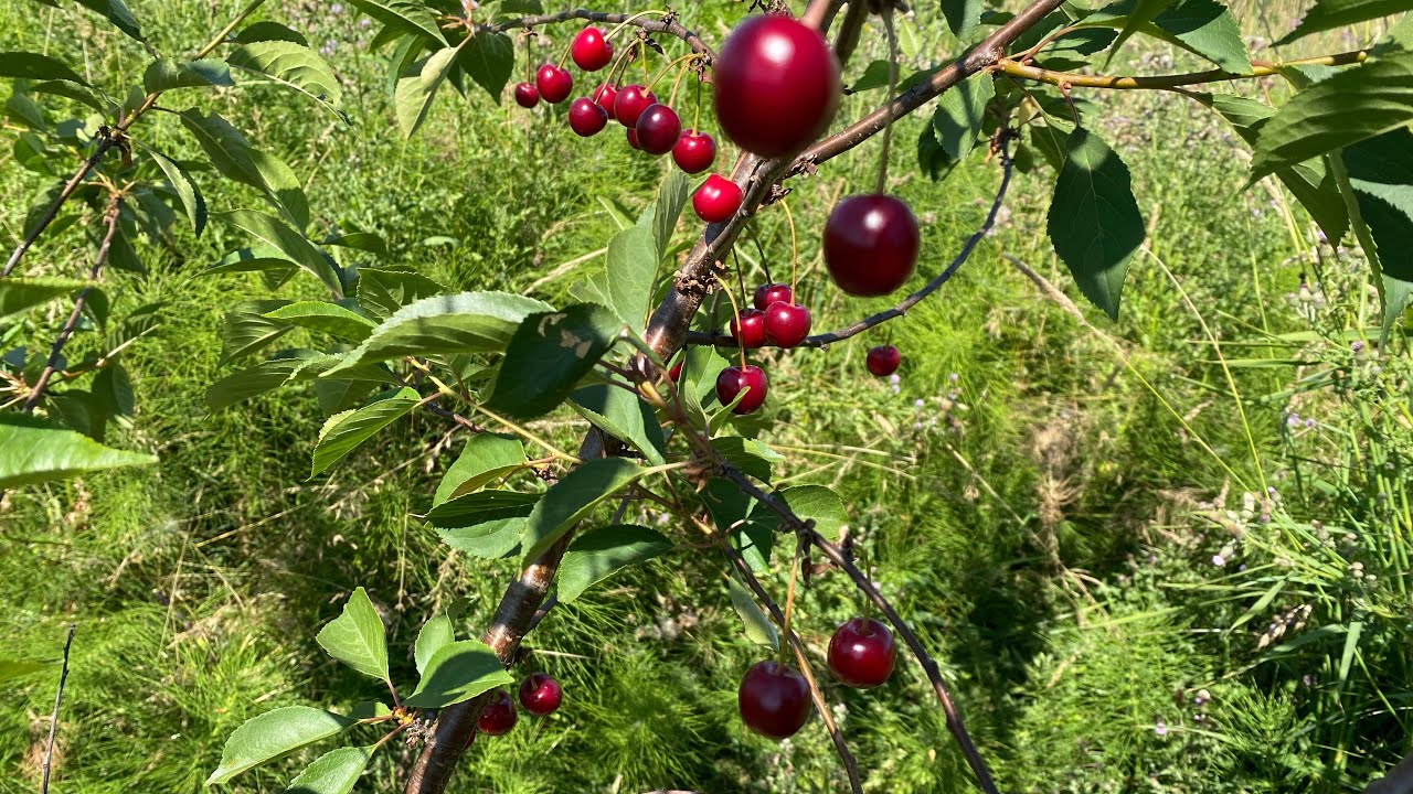 English Morello Sour Cherry Taste Test