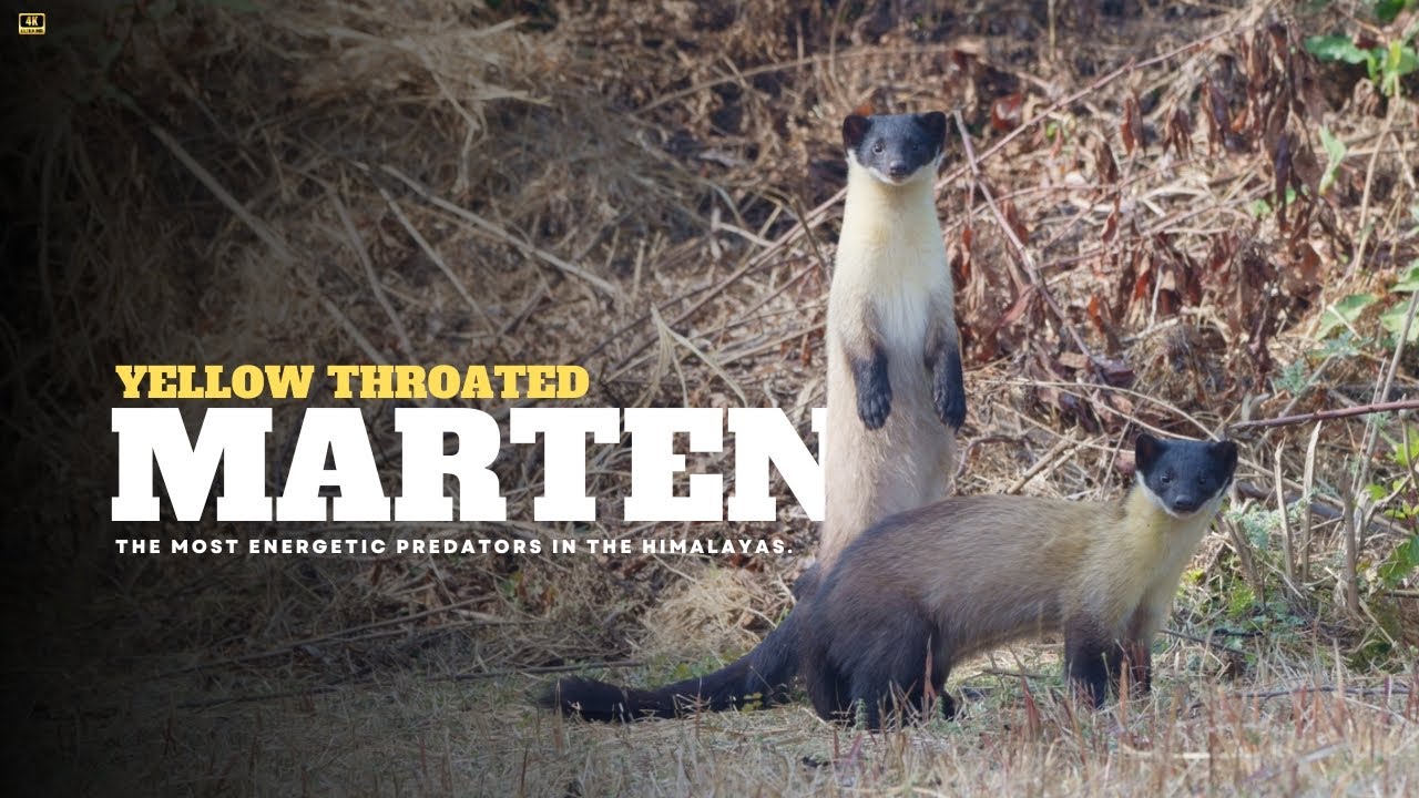 Yellow-throated Marten | Shivapuri National Park, Nepal