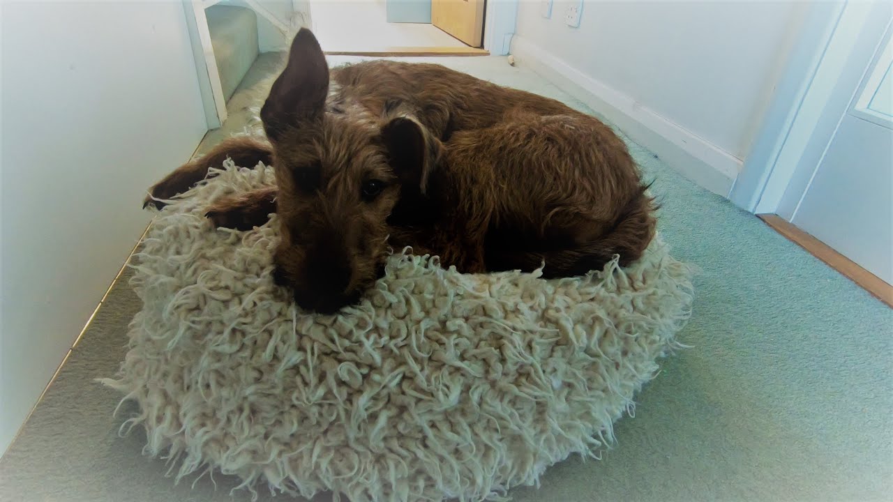 PUPDATE: 17 week old Irish Terrier puppy
