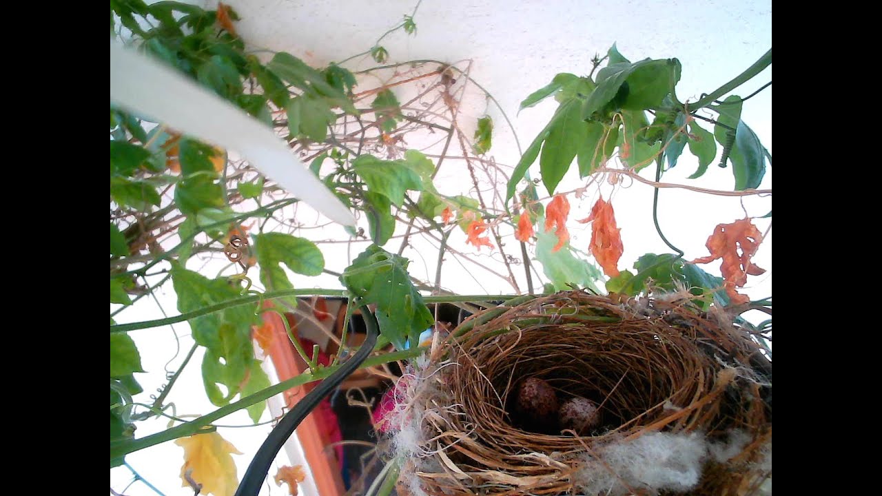 Grown Bulbul Birds | Nature's Beauty Up Close PT.2