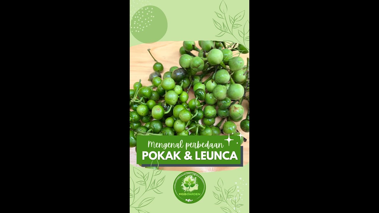 MIRIIIPPP BANGET!!! PERBEDAAN POKAK DAN LEUNCA