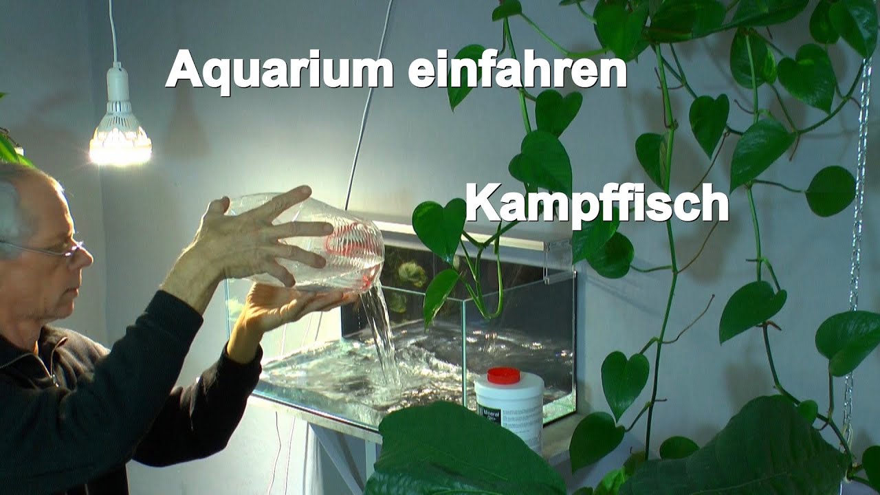 Aquarium Kampffisch Einfahren des Aquarium und Garnelenzucht