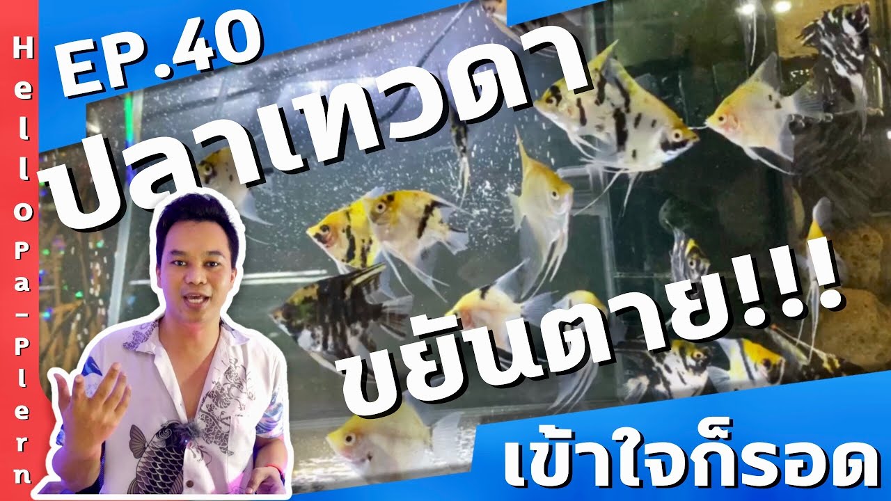 EP.40 ปลาเทวดา ขยันตาย!! เพราะอะไร | พาเพลินอะควาติก | @hellopaplern