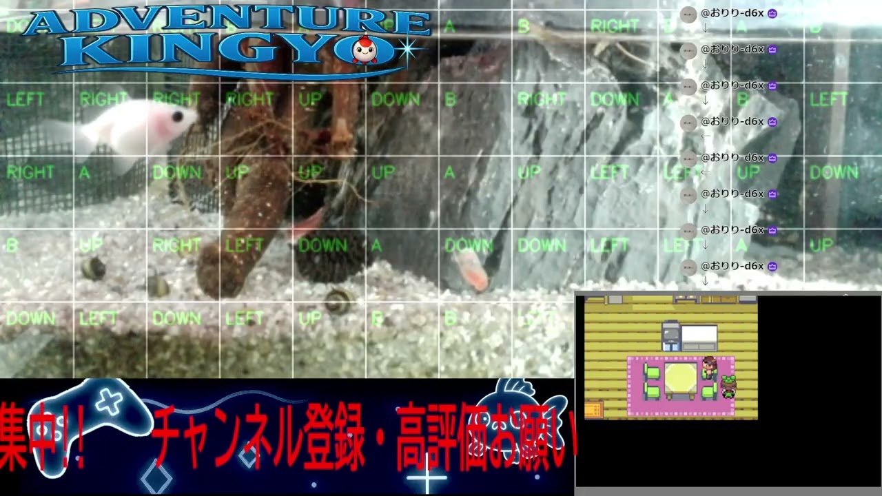 【ポケモンエメラルド】金魚がゲームをプレイ!? 🐟 視聴者コメントで動く参加型ライブ配信 〜Adventure Kingyo〜 パート48 2026-01-24