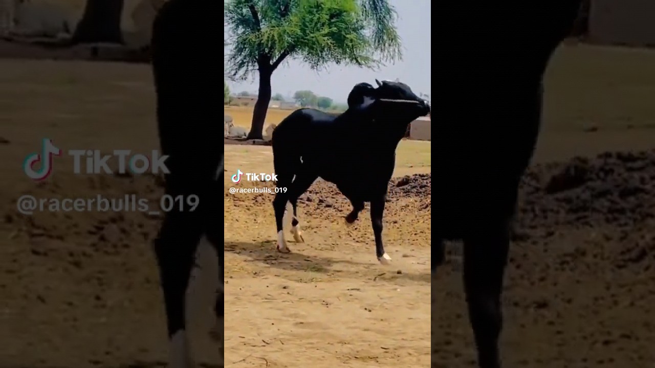 Best bull race in pakistan 2023! vip dandi group (fateh jangi bull) #bullrace #shorts