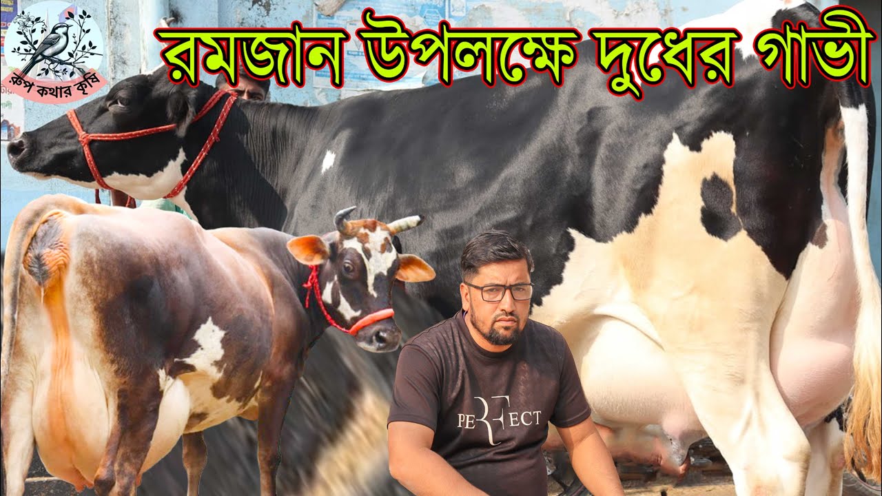 রমজান উপলক্ষে ১০ হাজার টাকা লসে গাভী বিক্রি!১ লক্ষ ৯৫ হাজারে ২০ লিটার দুধের গাভী।রমজান  দুধের গাভী !