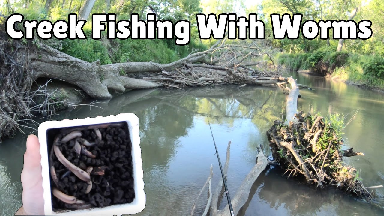SMALL CREEK FISHING with WORMS for WHATEVER IS BITING (5 SPECIES CAUGHT)