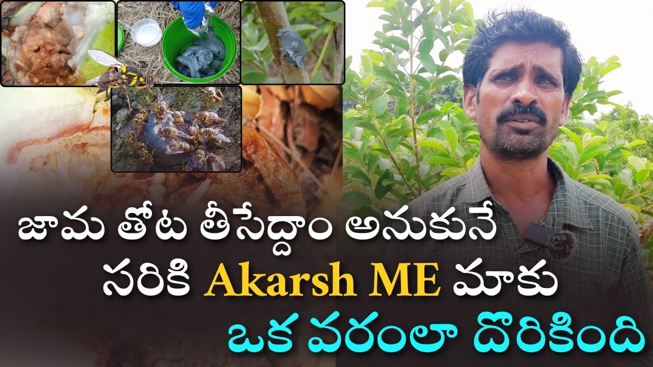జామ తోట తీసేయాలి అనుకునే సరికి మాకు ఒక వరంలా దొరికింది Akarsh ME పేస్ట్ #akarshme #fruitfly #guava
