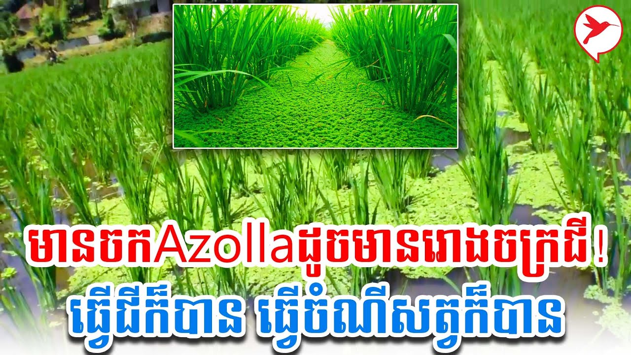 មានចកAzollaដូចមានរោងចក្រជី! ធ្វើជីក៏បាន ធ្វើចំណីសត្វក៏បាន | កម្មវីធីកសិកម្ម