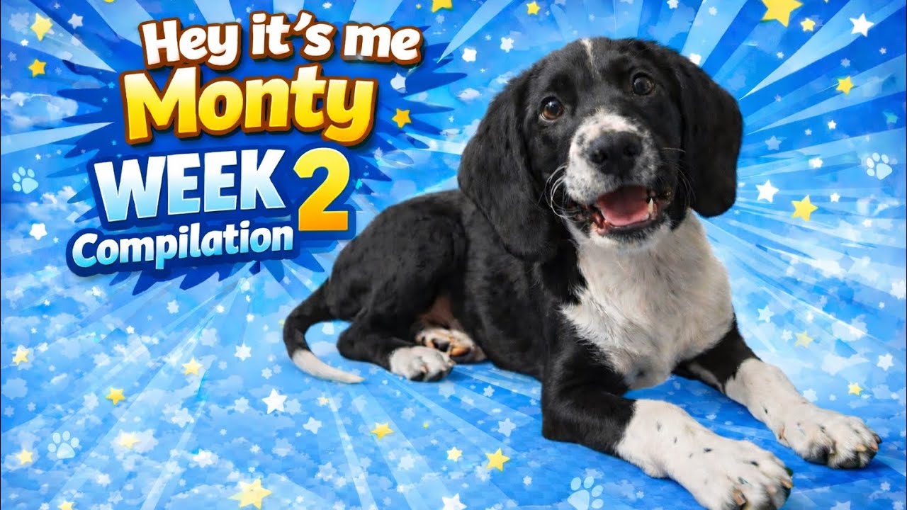 Hey it‘s me Monty Compilation Week 2 
