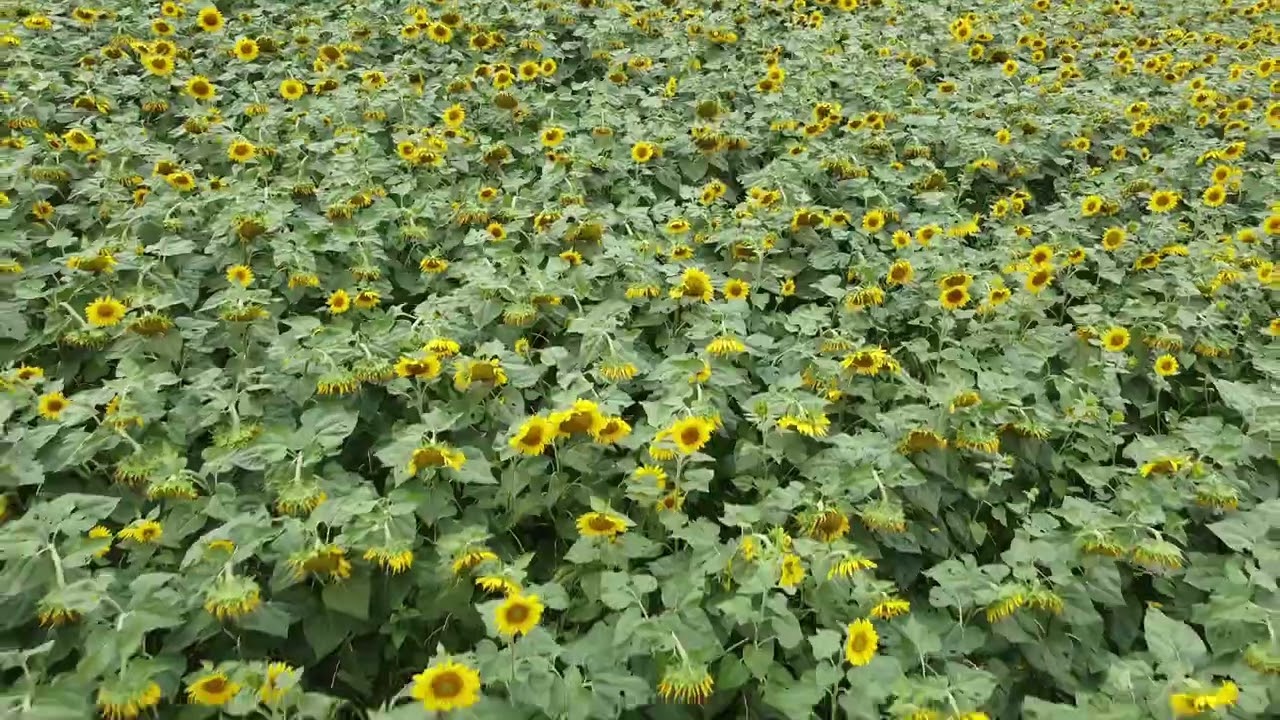 Sunflowers...