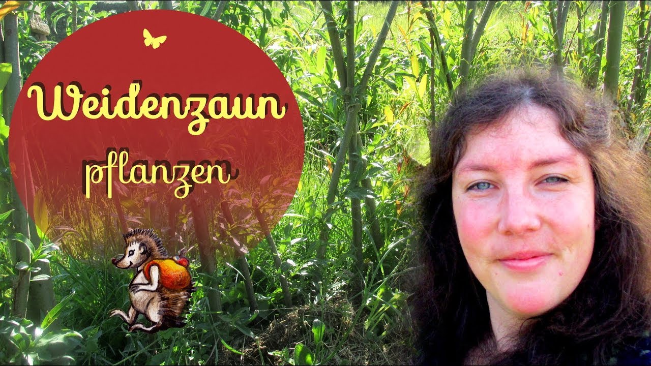 Weidenzaun selber bauen | Wir pflanzen einen Zaun