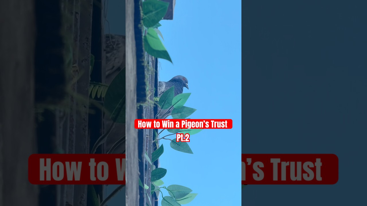 What Happens When Pigeons Nest on your Balcony?