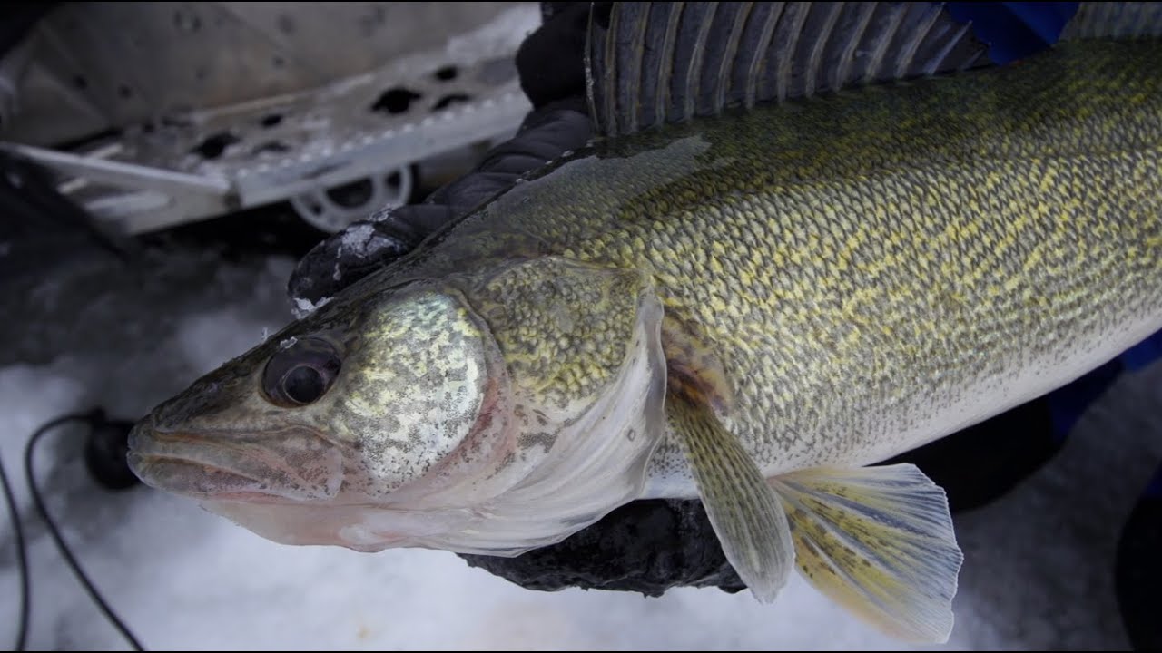 Pinpointing Devils Lake Walleyes