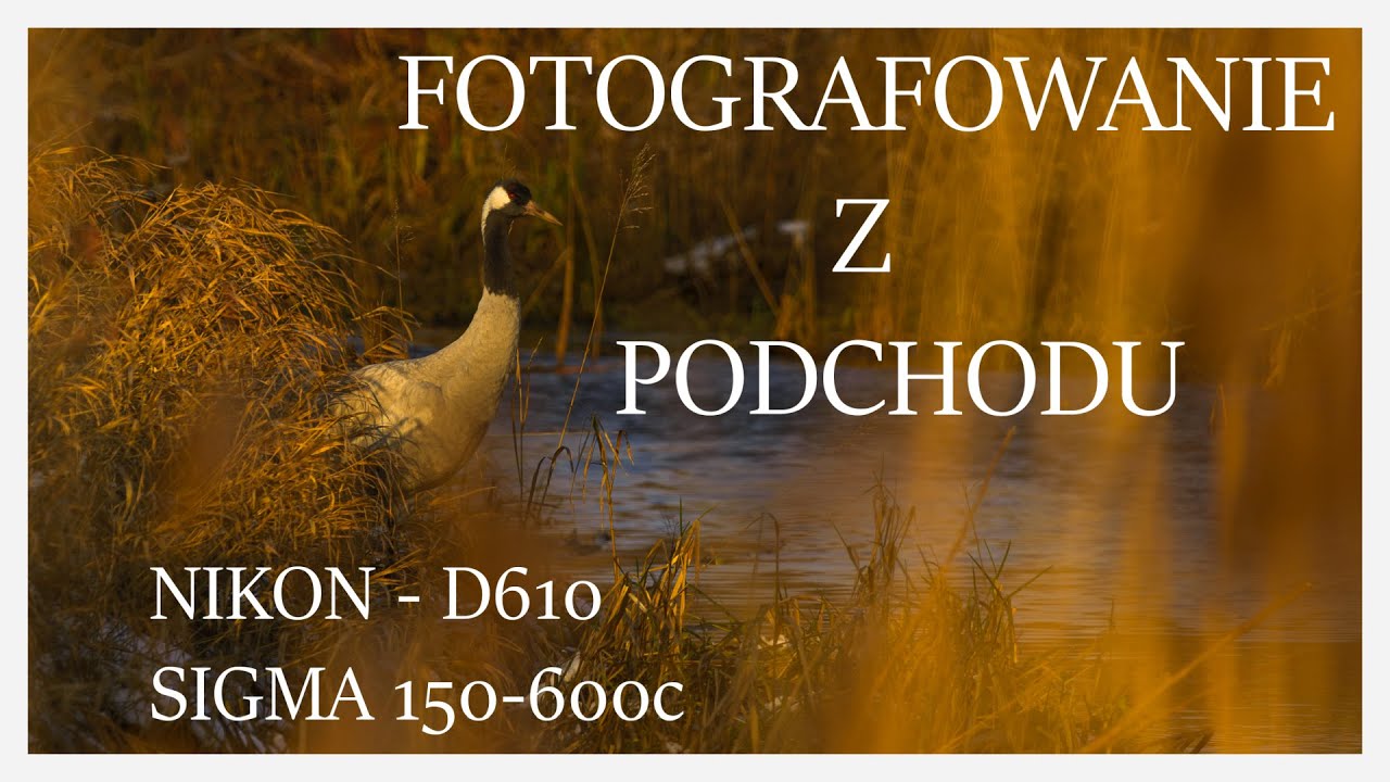 FOTOGRAFOWANIE Z PODCHODU - ZIMA 2024 ( PRZYRODA ) 