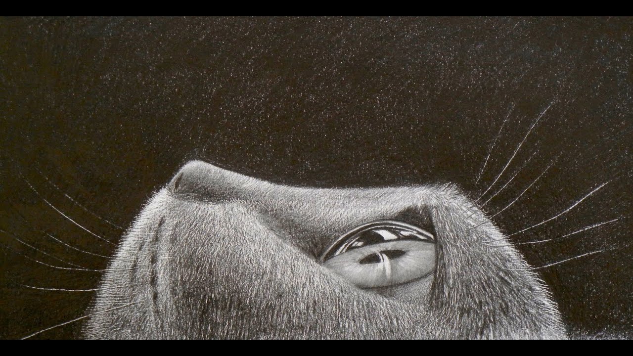 How to Draw Fur - Drawing a Cat´s Eye