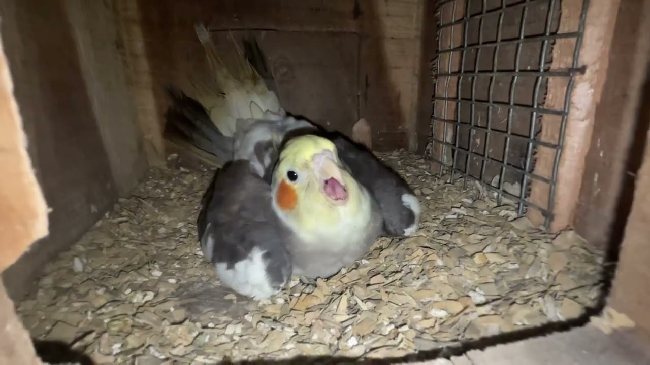 Cute Cockatiel’s breeding progression | Riotales
