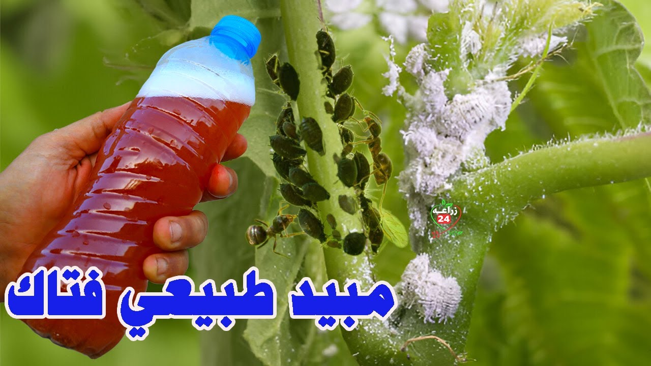 مبيد حشرى جبار يقتل جميع الحشرات فى الحديقة والمنزل رخيص وأمن وخصوصا فى الصيف