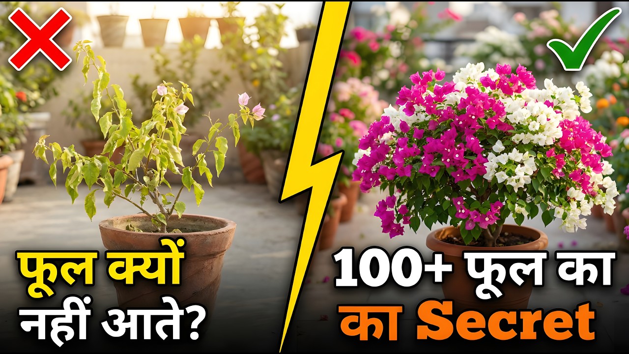 Bougainvillea में फूल नहीं आते? ये 3 काम करिए, पौधा फूलों से भर जाएगा