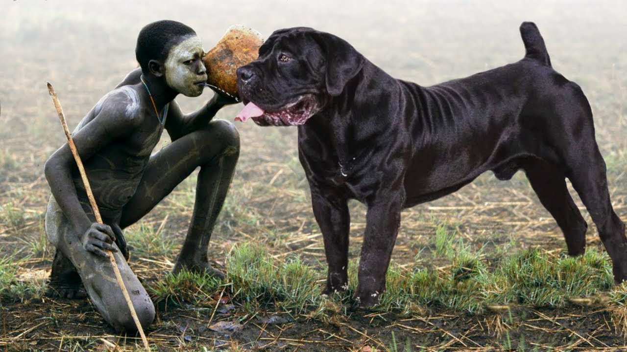 These Are 10 Savage African Dog Breeds