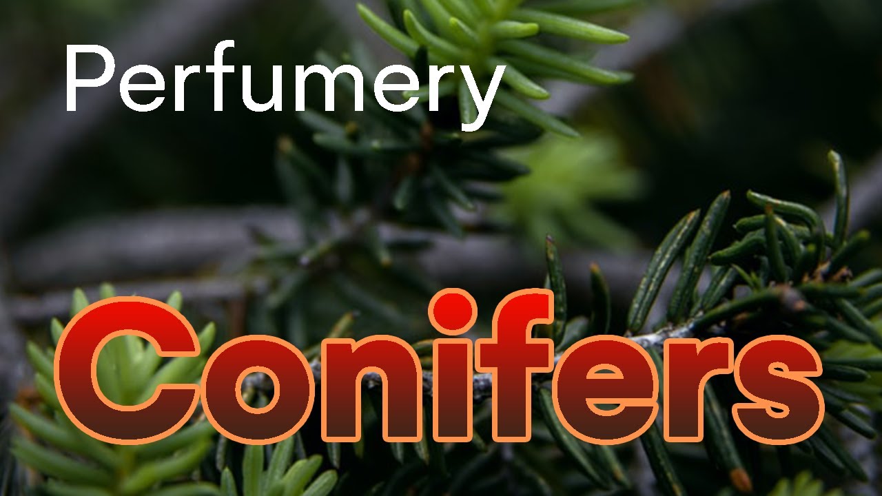 Learning Perfumery: Conifer woods (Perfume Raw Materials)