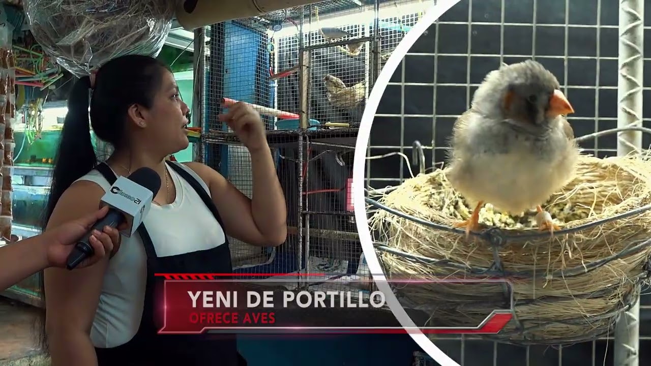 🦜 EL RINCÓN DE LAS AVES DEL MERCADO 🦜