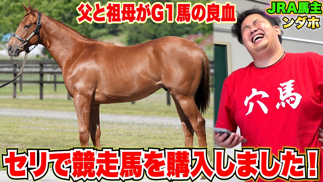 【馬主密着】セレクションセールで激闘の勝利！？新しい競走馬を迎え入れる事になりました！！