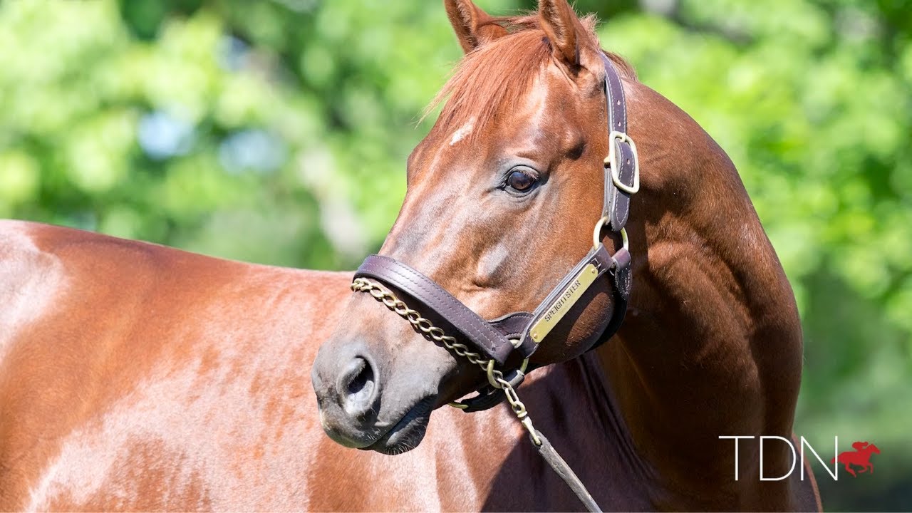 Fast Start for WinStar's Speightster