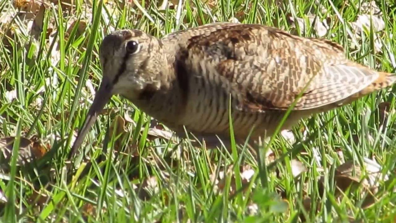 Вальдшнеп / Scolopax rusticola